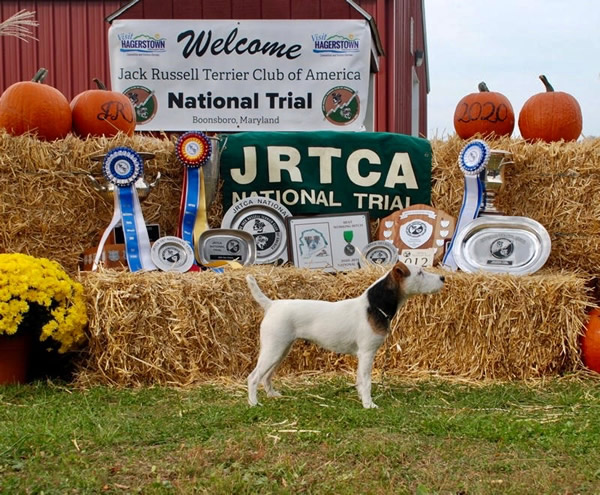 Northgate Kennedy wins her third JRTCA National Working Terrier Championship